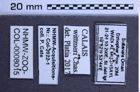 Etiketten zu Calais wittmeri (NHMW-ZOO-COL-0008015)